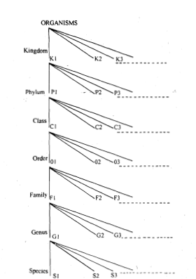 349_Classifying Organisms.png